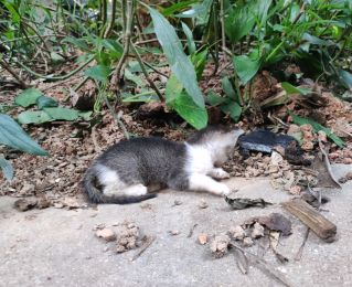
昨晚在天福路的花圃上捡到一只小奶猫，开眼了，健康的，医生说正常喂奶就可以养活。
