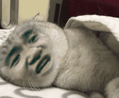 3ed6477682977fc28ff776aa434a94cc.gif