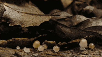 cb1cf2e2939e8cebdbbf970dca35ef4d.gif