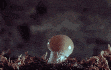 f59694dac93e538a82770f4803c0c65b.gif