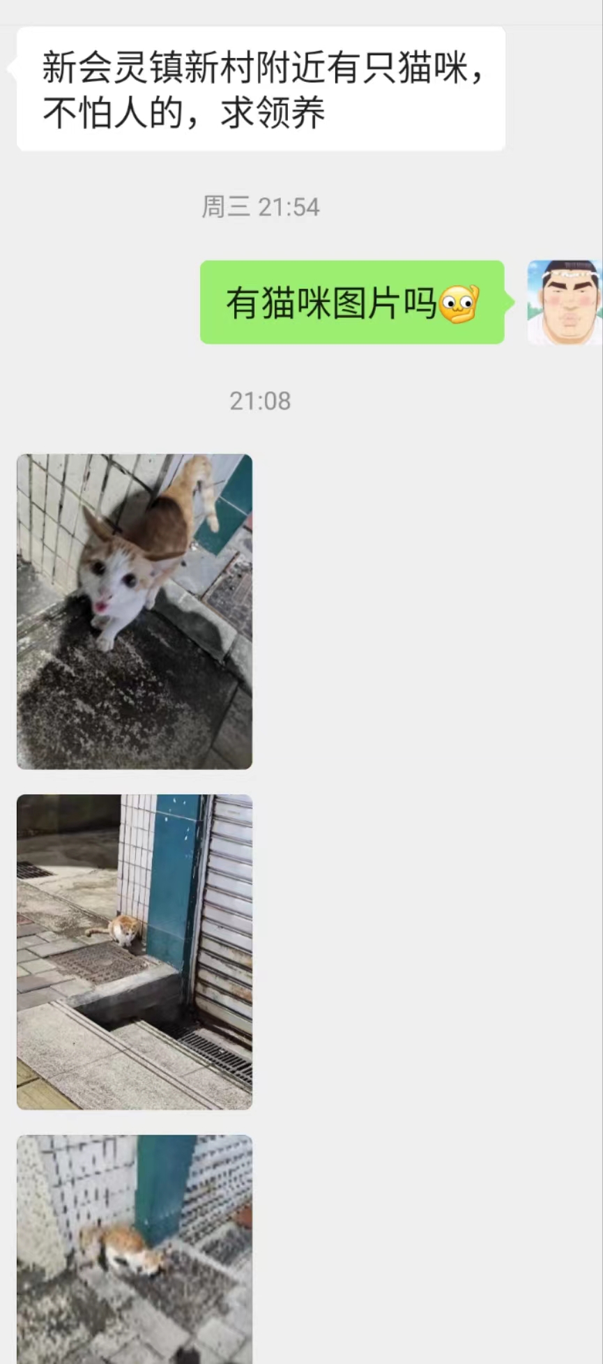 新会灵镇领养猫咪.jpg