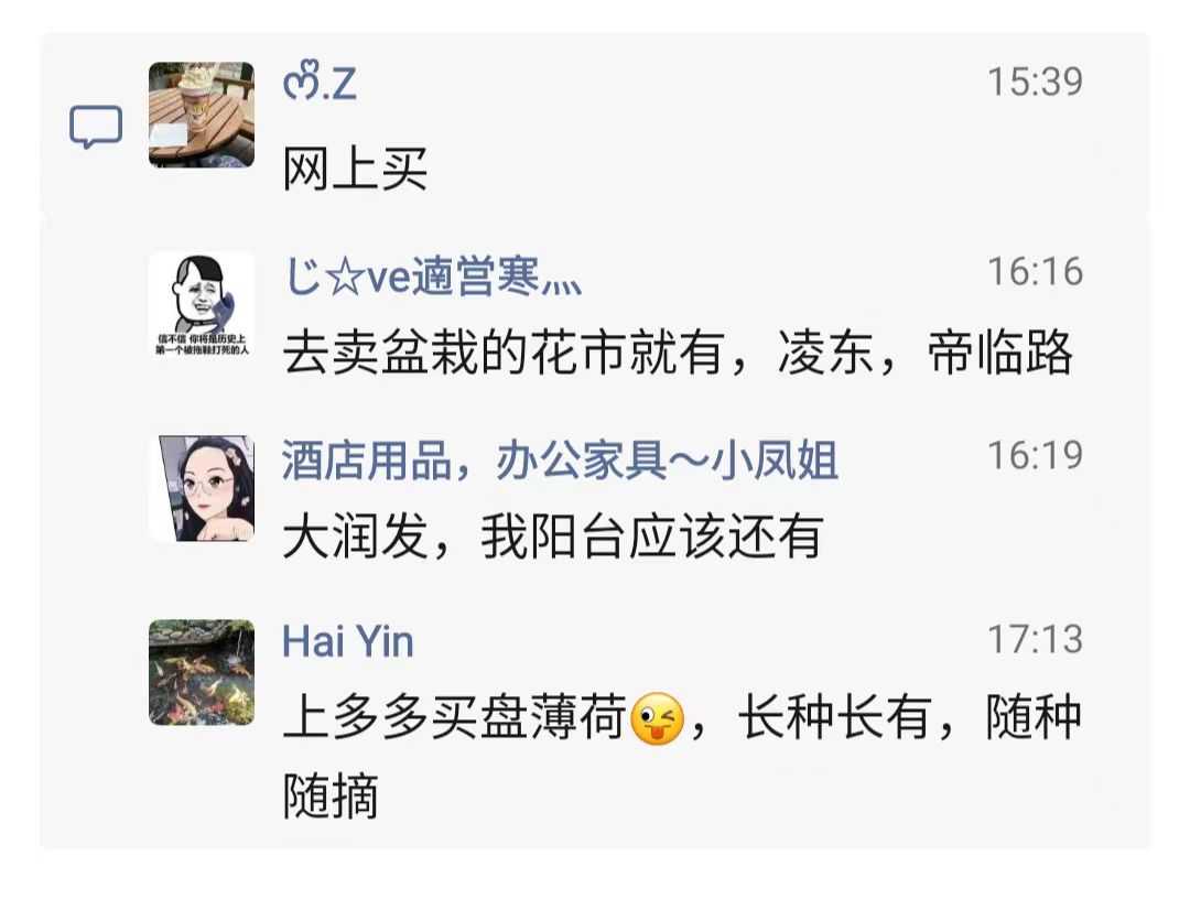 边度有薄荷叶卖3.jpg
