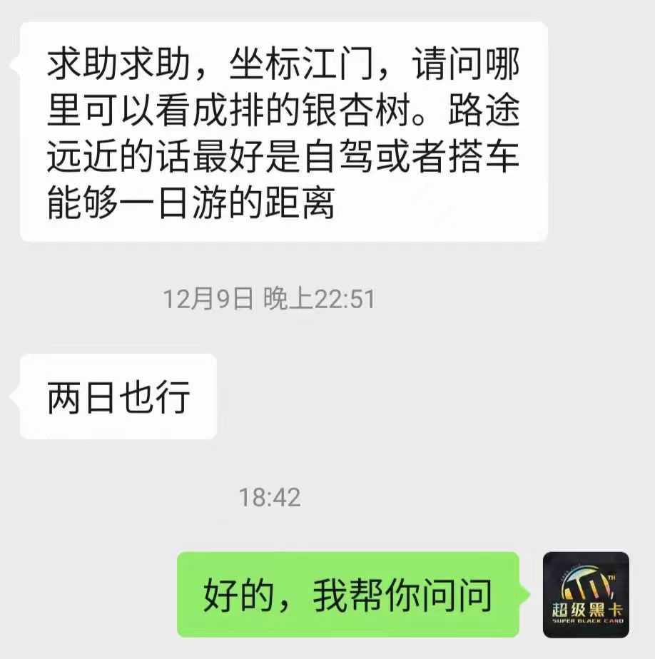 江门哪里看成排的银杏树.jpg