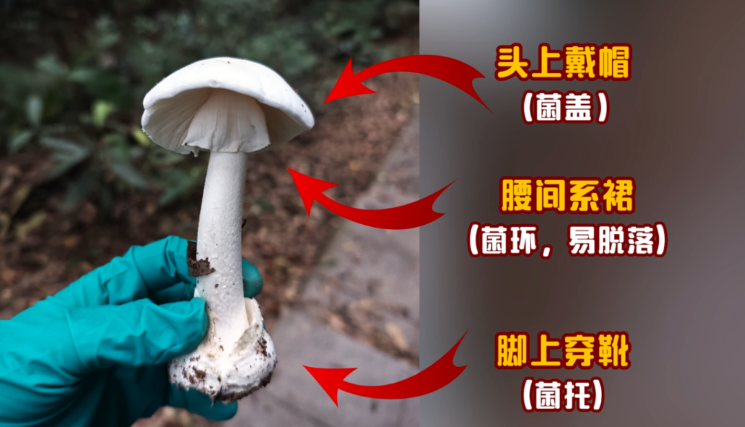 105359ull6iq33cifiyfei.png
